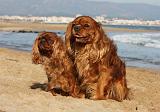 CAVALIER KING CHARLES & KING CHARLES 028